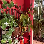 Villa Red-house *